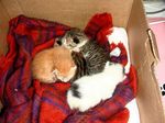 4チビ最初