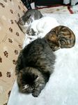 4チビ今