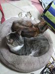うーめー