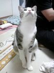 めろん