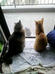 りんみー