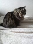 みかん