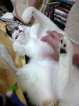 甘ぽん1