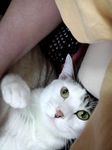 甘ぽん2