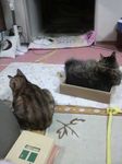 みーうー2