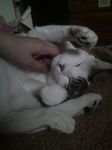 甘ぽん3