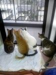雨4チビ
